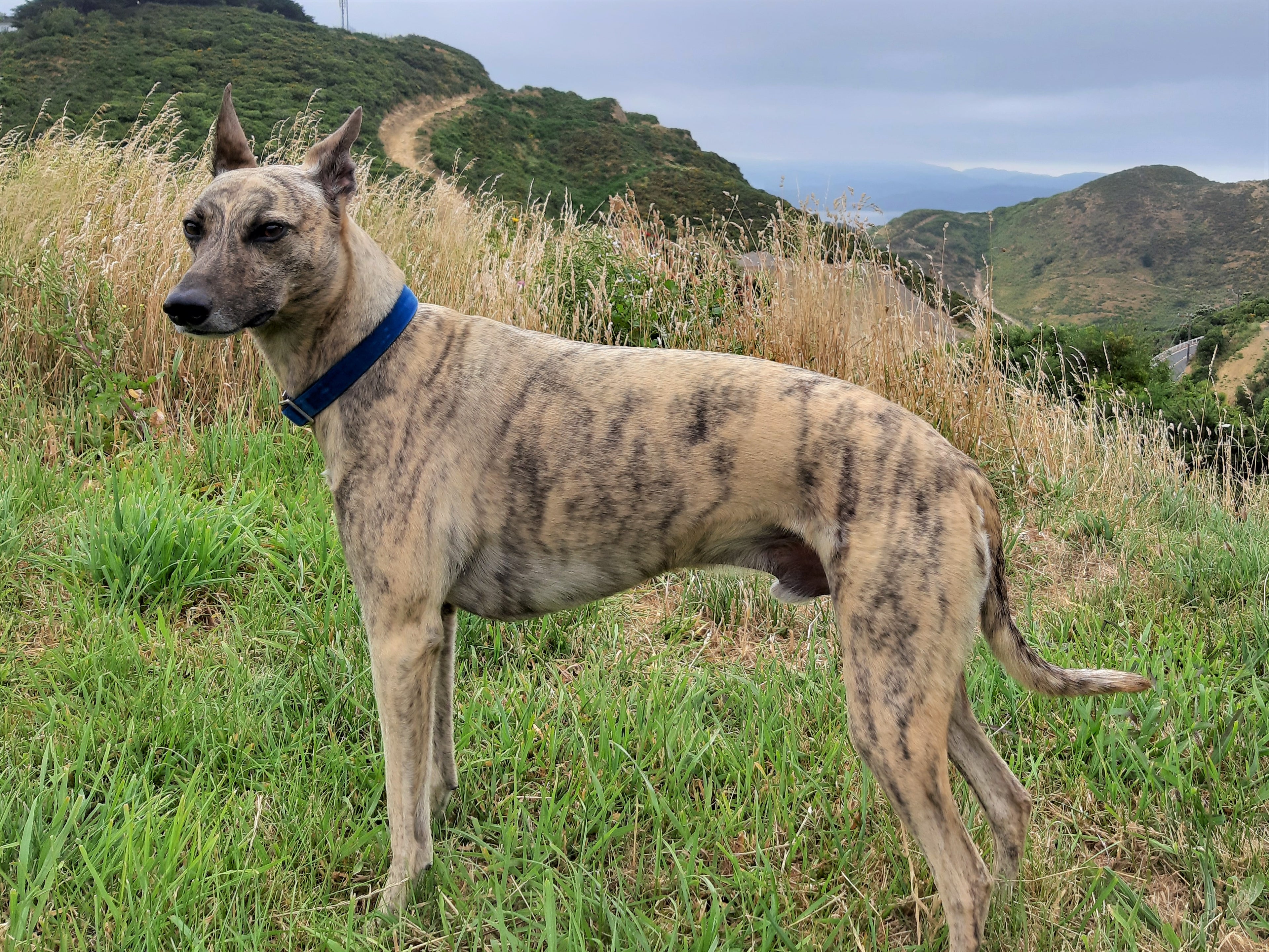 Spikes Delights 1 kg image 1